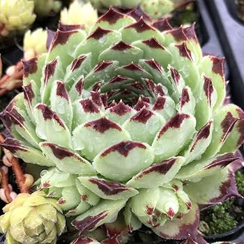 苺ティピ 多肉植物 Amazon.co.jp: てっちん多肉植物グラプトベリア『ピンクプリティ